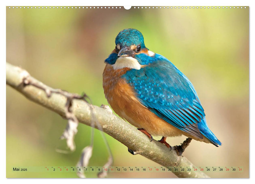 Steckbriefe einheimischer Vögel (CALVENDO Wandkalender 2025)