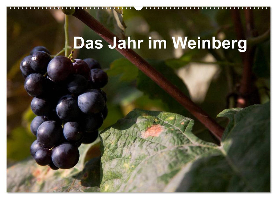 Das Jahr im Weinberg (CALVENDO Wandkalender 2025)