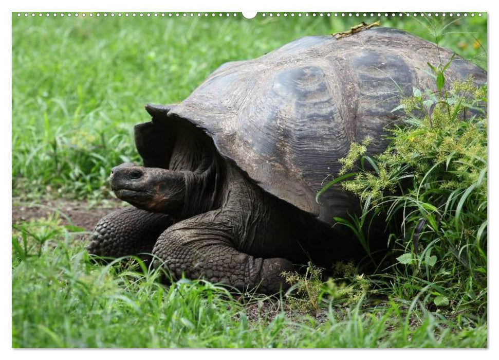 Galapagos. Fauna hautnah (CALVENDO Premium Wandkalender 2025)