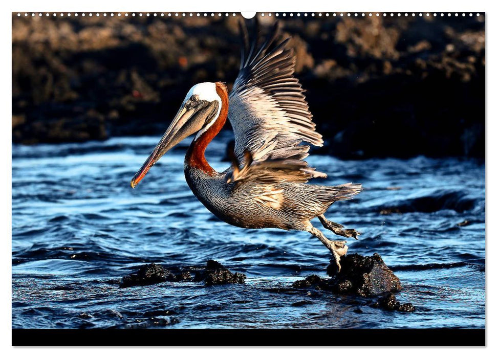 Galapagos. Fauna hautnah (CALVENDO Premium Wandkalender 2025)