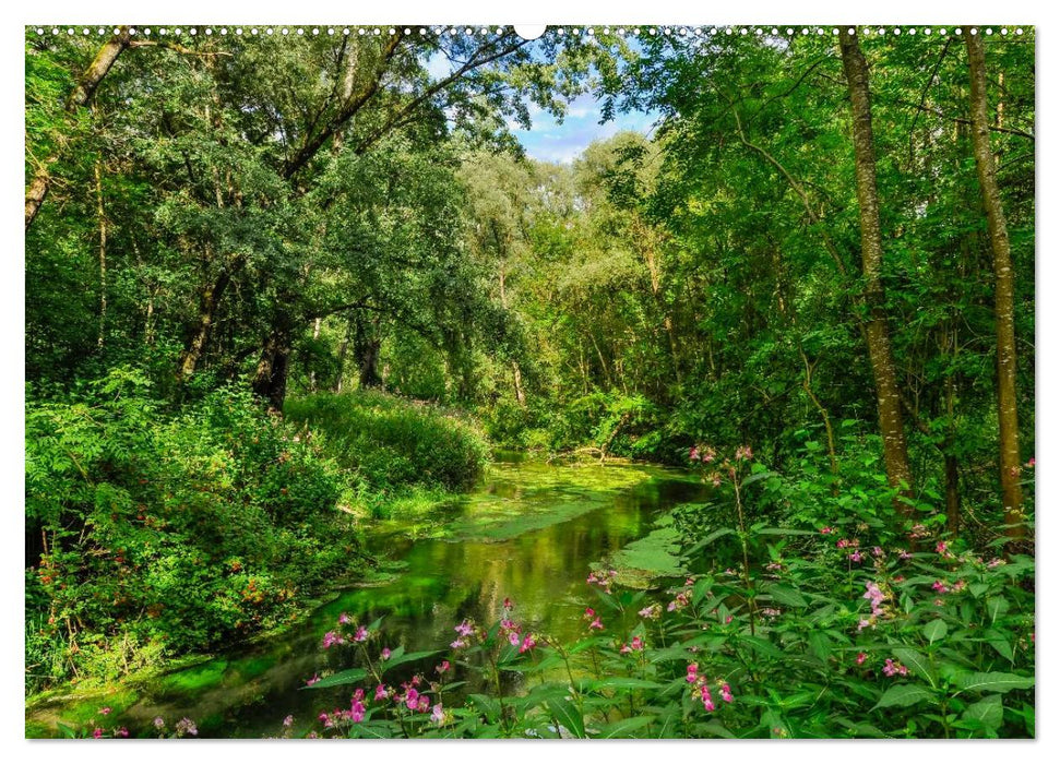 Zauberhafte Waldlandschaften (CALVENDO Premium Wandkalender 2025)