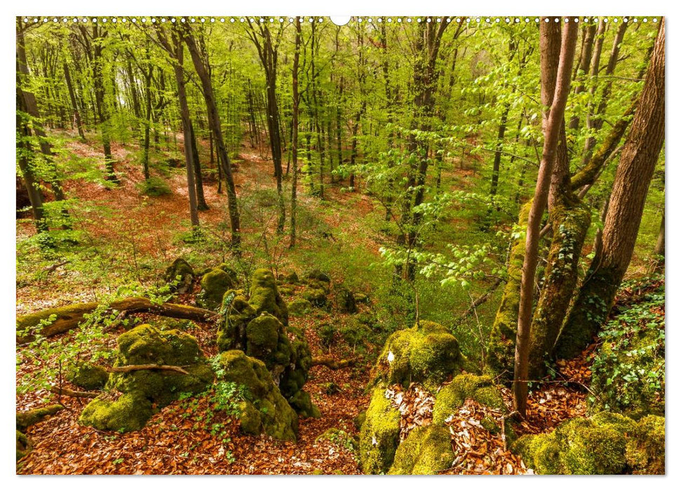 Zauberhafte Waldlandschaften (CALVENDO Premium Wandkalender 2025)