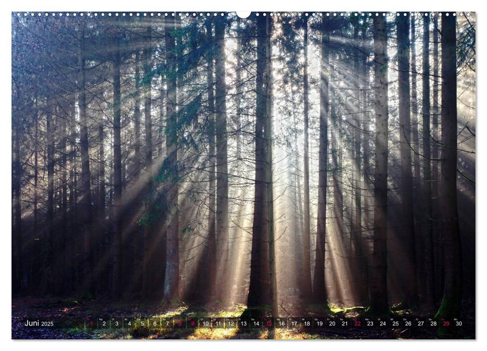 Erleuchtung im Wald (CALVENDO Premium Wandkalender 2025)