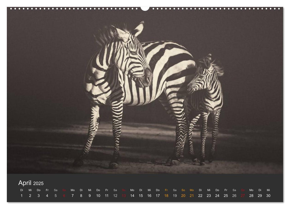 African Souls - afrikanische Tiere mit Seele (CALVENDO Premium Wandkalender 2025)