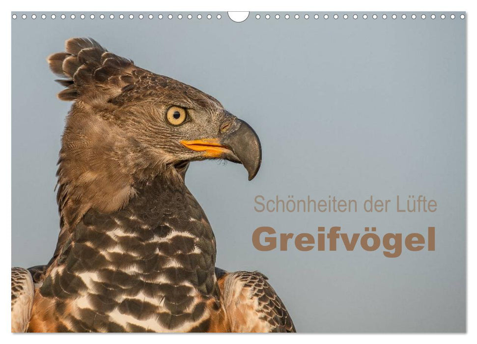 Schönheiten der Lüfte - Greifvögel (CALVENDO Wandkalender 2025)