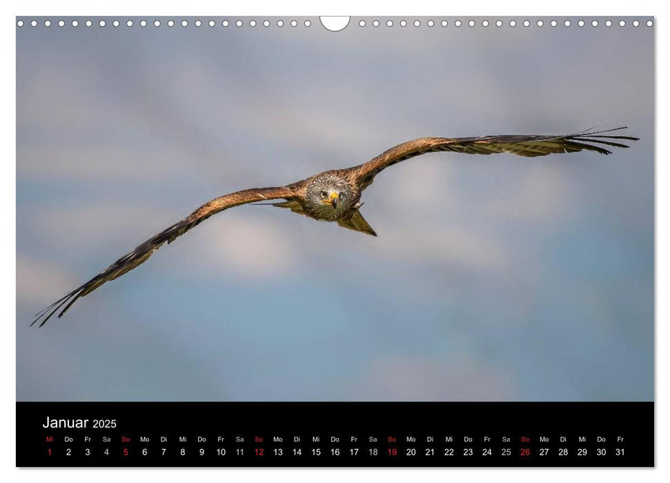 Schönheiten der Lüfte - Greifvögel (CALVENDO Wandkalender 2025)