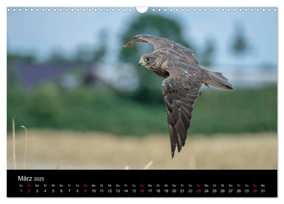 Schönheiten der Lüfte - Greifvögel (CALVENDO Wandkalender 2025)