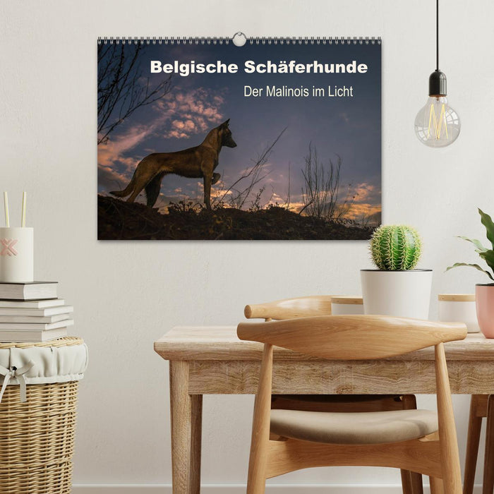 Belgische Schäferhunde - Der Malinois im Licht (CALVENDO Wandkalender 2025)