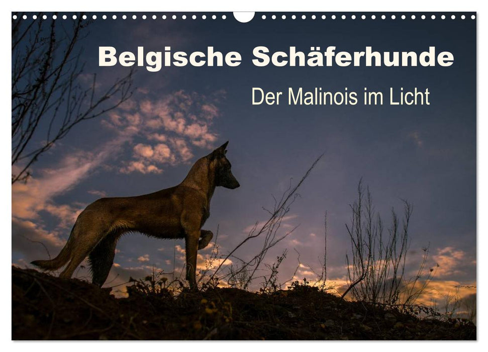 Belgische Schäferhunde - Der Malinois im Licht (CALVENDO Wandkalender 2025)