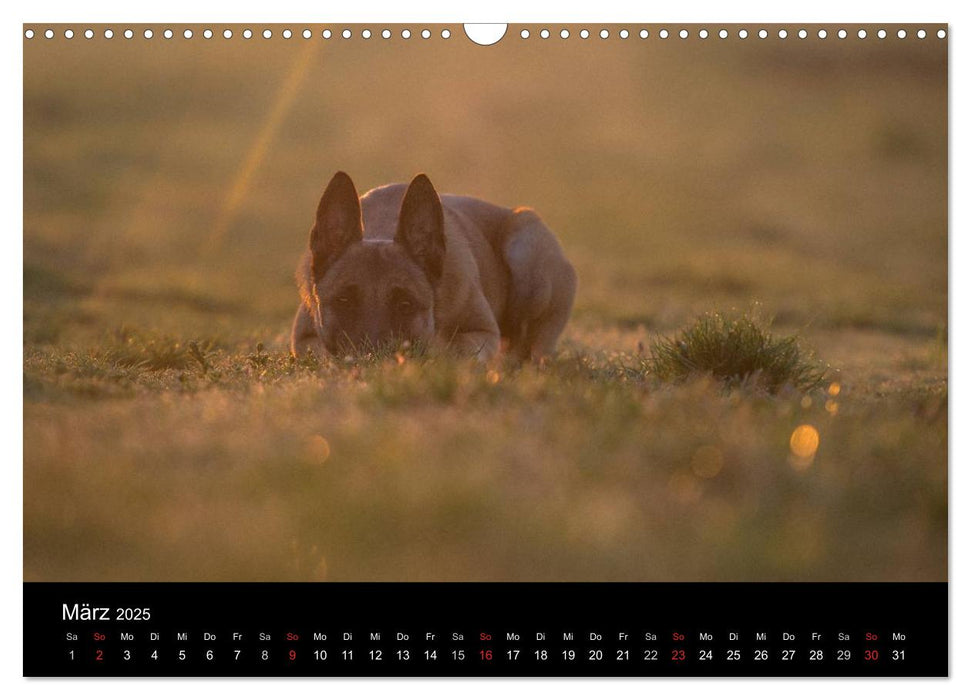 Belgische Schäferhunde - Der Malinois im Licht (CALVENDO Wandkalender 2025)