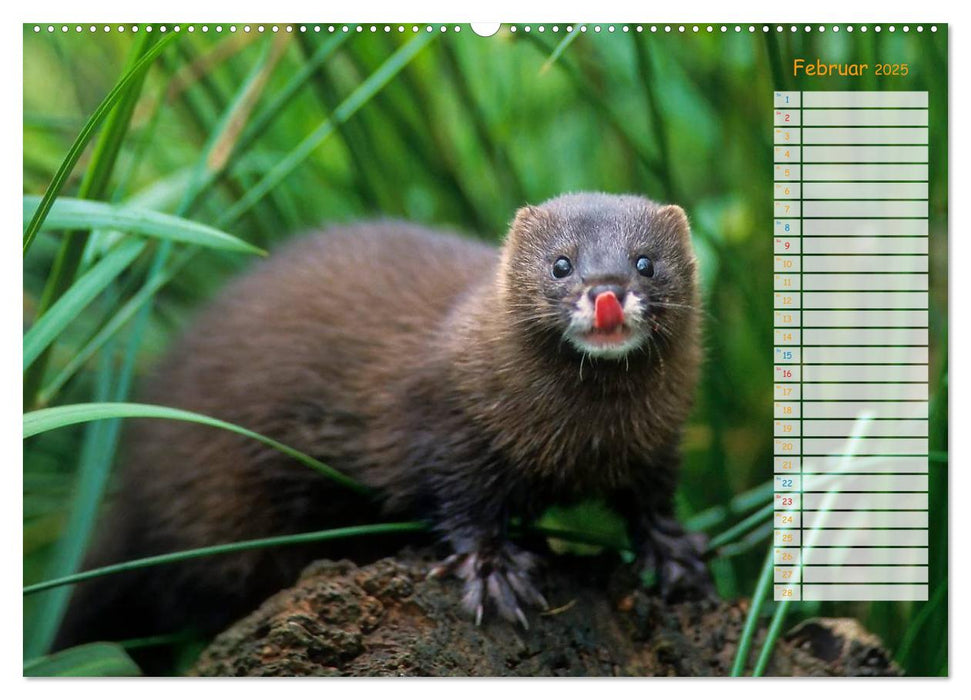 Tiere des Waldes (CALVENDO Wandkalender 2025)