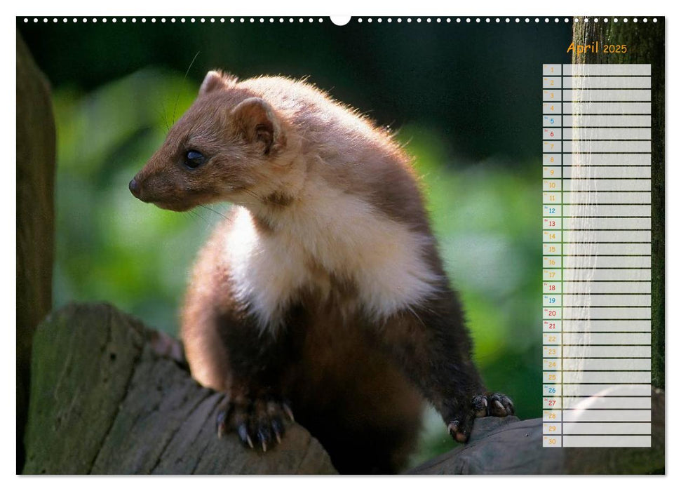 Tiere des Waldes (CALVENDO Wandkalender 2025)