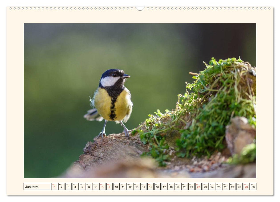 Gefiederte Schönheiten - Die Kohlmeise (CALVENDO Wandkalender 2025)