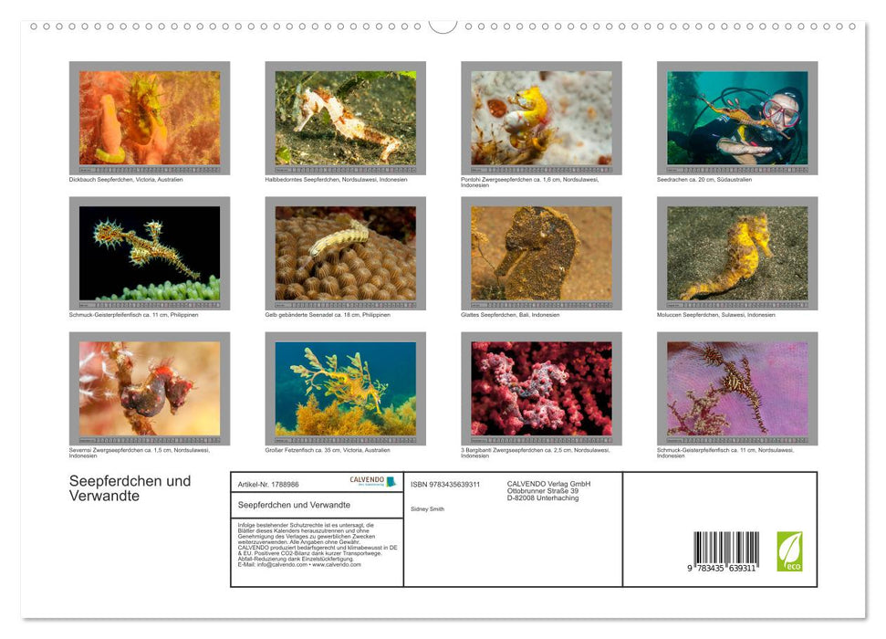 Seepferdchen und Verwandte (CALVENDO Premium Wandkalender 2025)