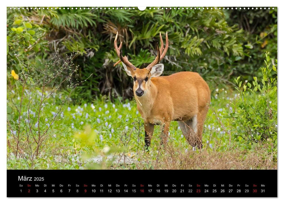 Zoo ohne Zäune - Das Pantanal (CALVENDO Wandkalender 2025)