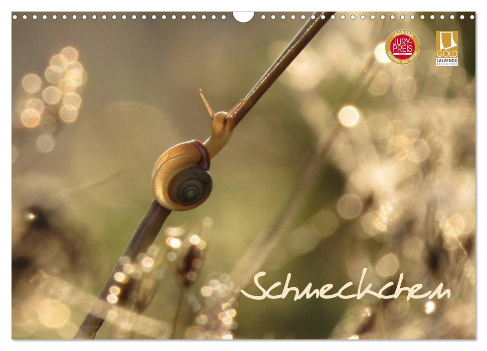 Schneckchen (CALVENDO Wandkalender 2025)