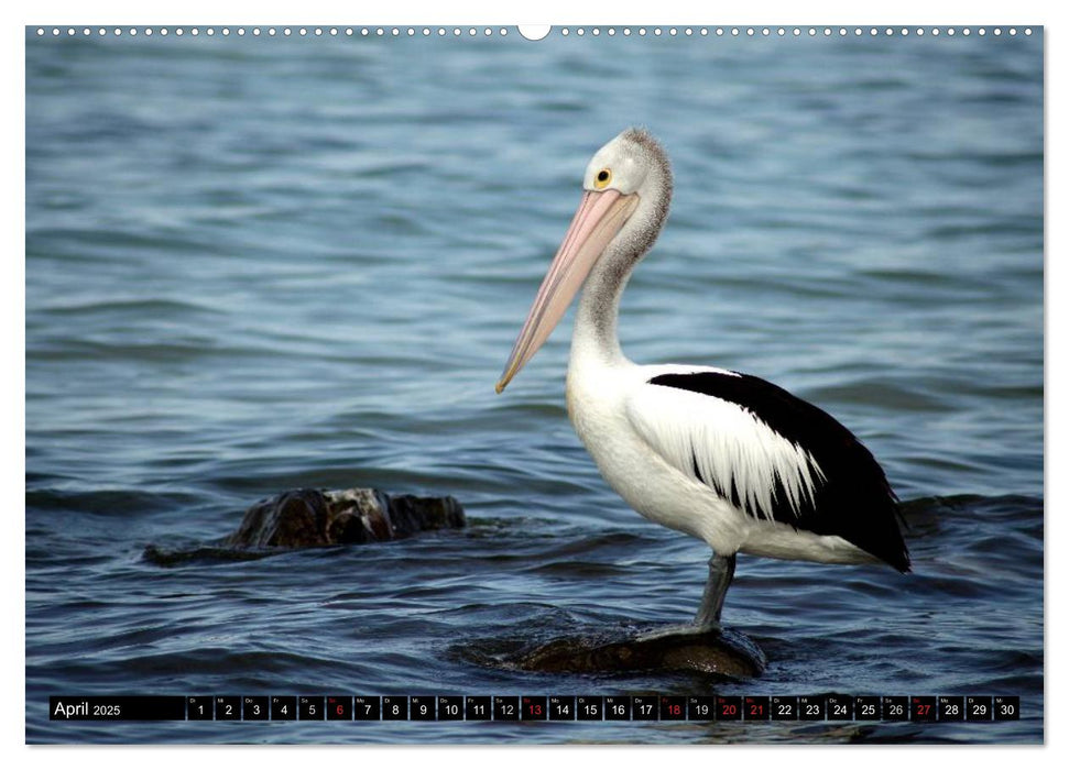 Die Tierwelt in Australien (CALVENDO Premium Wandkalender 2025)