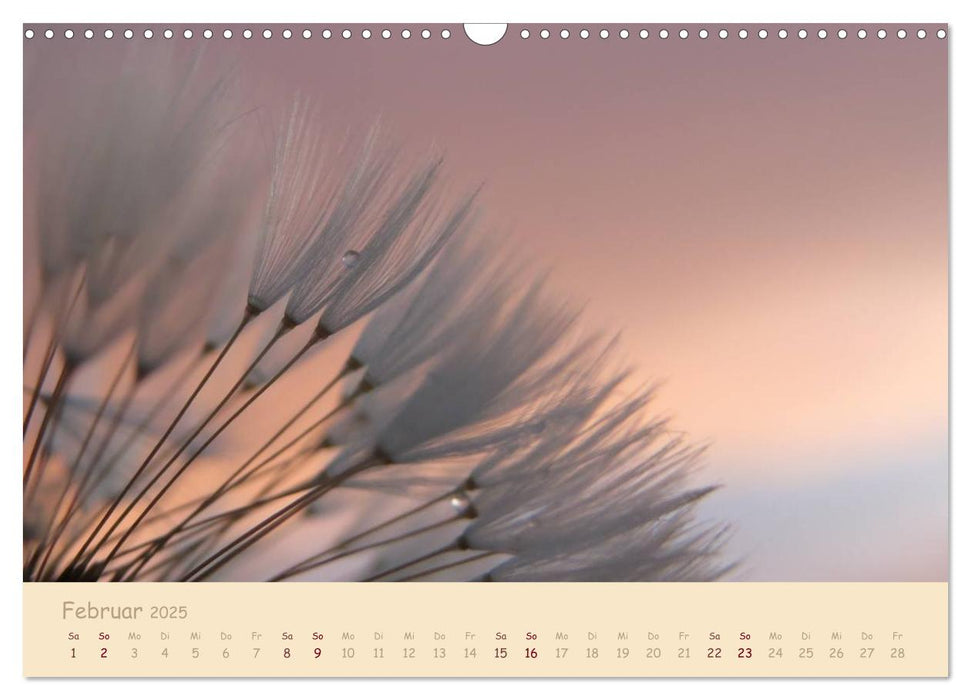 Unscheinbare Schönheit - Pusteblume (CALVENDO Wandkalender 2025)