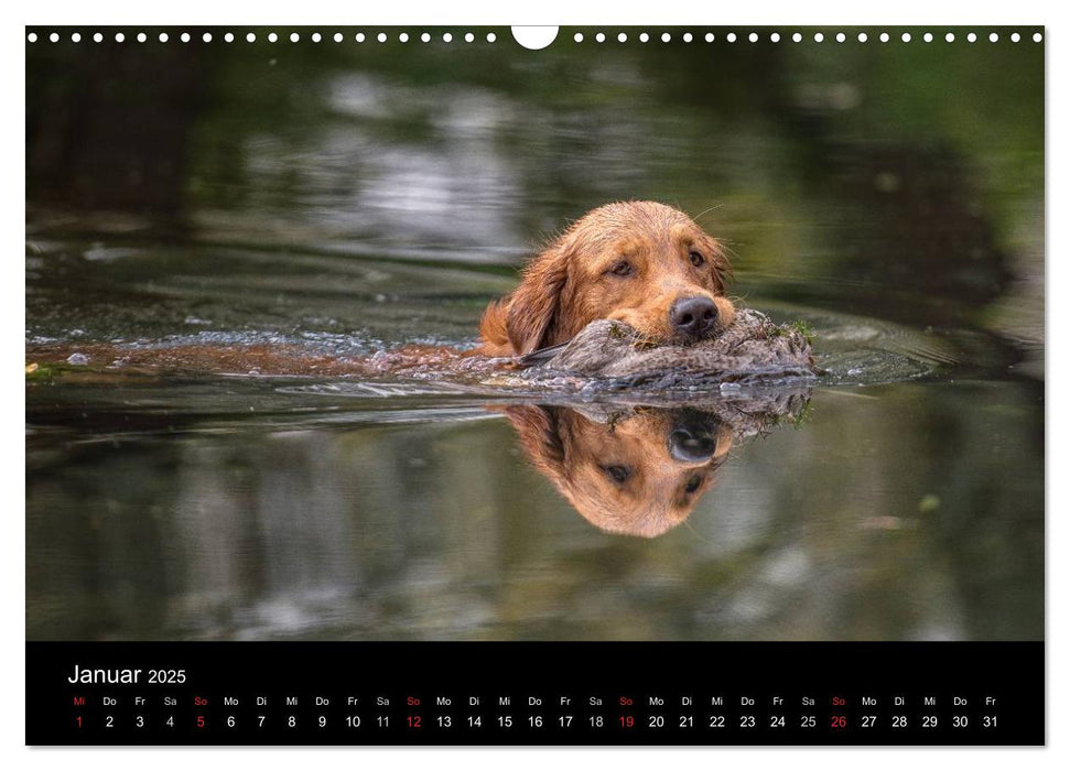 Jagdhunde bei der Arbeit (CALVENDO Wandkalender 2025)