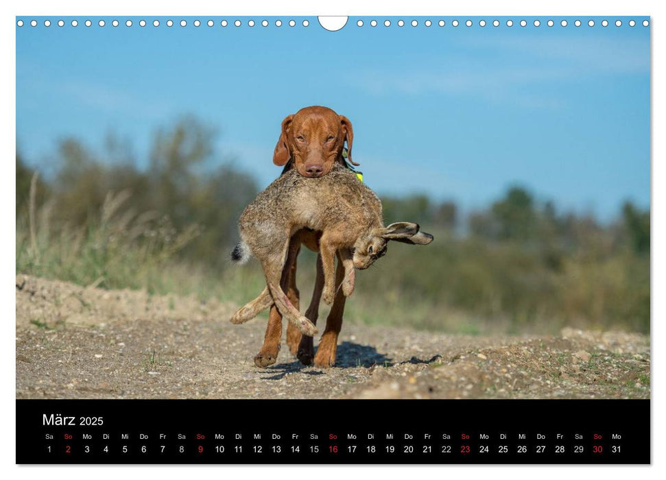 Jagdhunde bei der Arbeit (CALVENDO Wandkalender 2025)