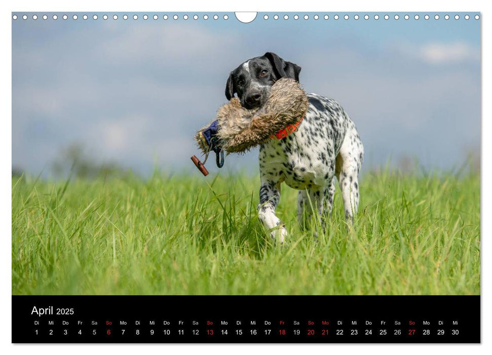 Jagdhunde bei der Arbeit (CALVENDO Wandkalender 2025)