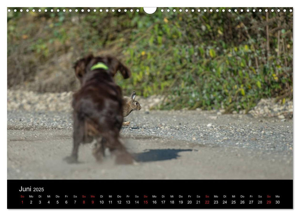 Jagdhunde bei der Arbeit (CALVENDO Wandkalender 2025)