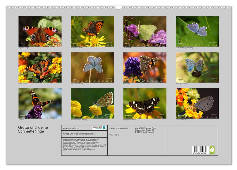 Große und kleine Schmetterlinge (CALVENDO Wandkalender 2025)