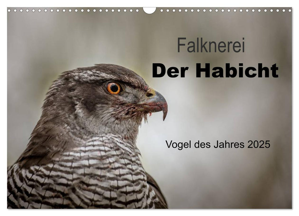 Falknerei Der Habicht (CALVENDO Wandkalender 2025)