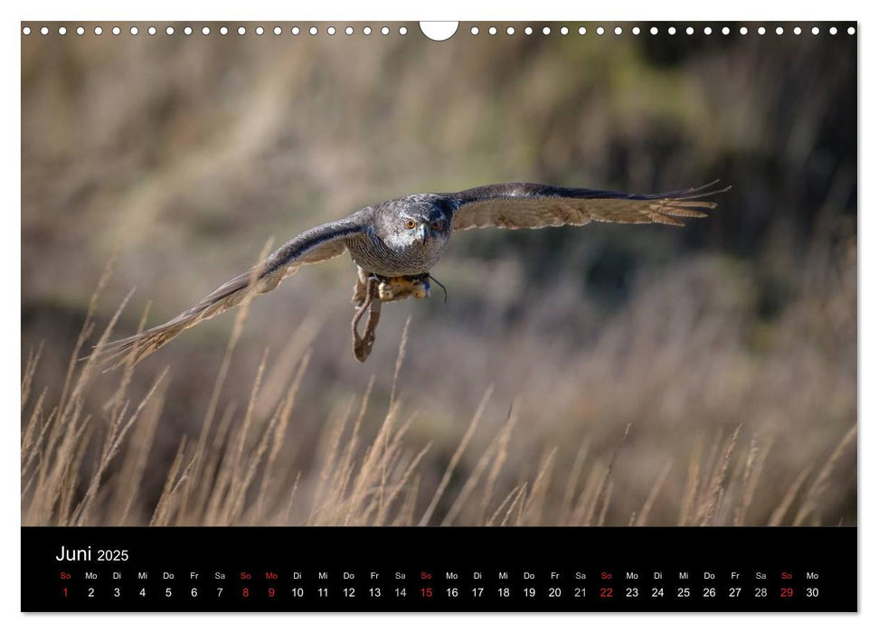 Falknerei Der Habicht (CALVENDO Wandkalender 2025)