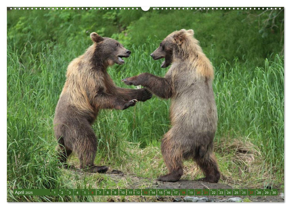 Bärbegegnungen der lustigen Art (CALVENDO Premium Wandkalender 2025)