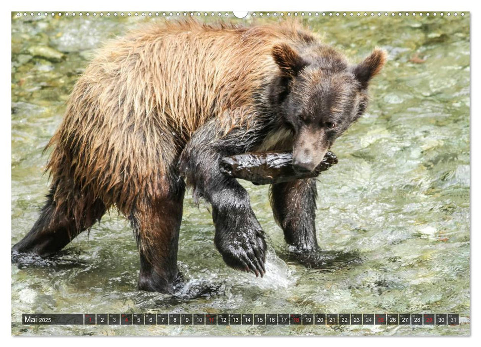 Bärbegegnungen der lustigen Art (CALVENDO Premium Wandkalender 2025)