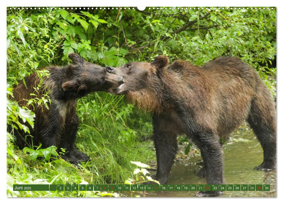 Bärbegegnungen der lustigen Art (CALVENDO Premium Wandkalender 2025)