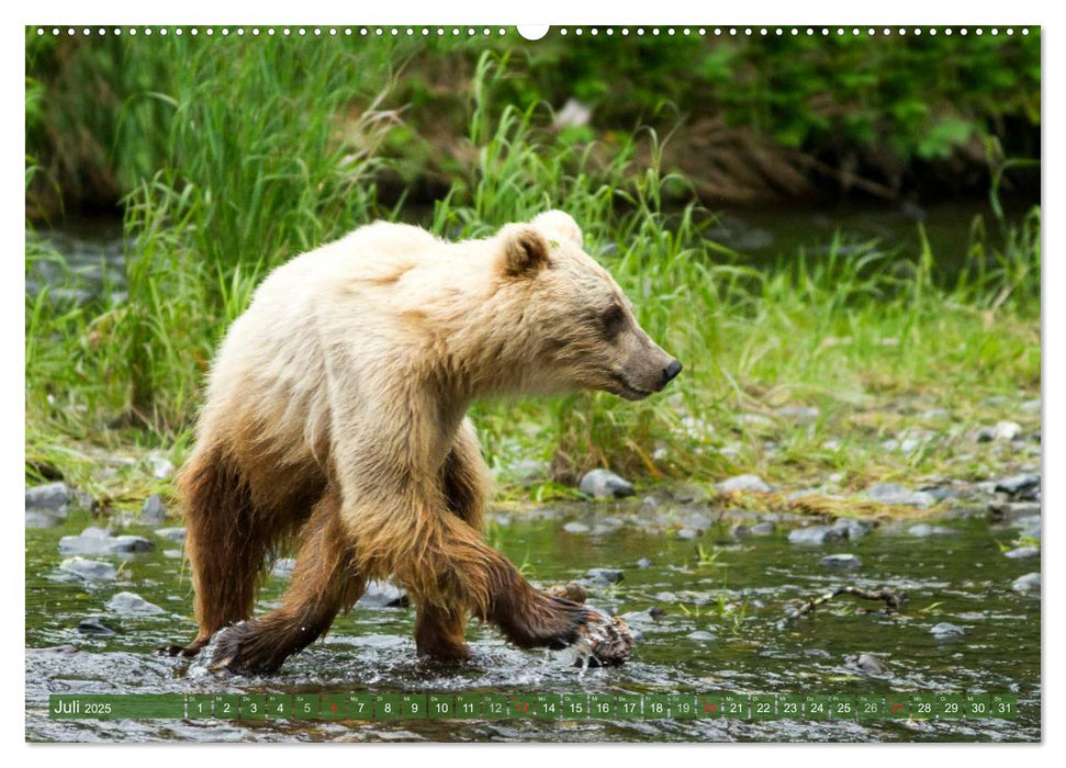 Bärbegegnungen der lustigen Art (CALVENDO Premium Wandkalender 2025)