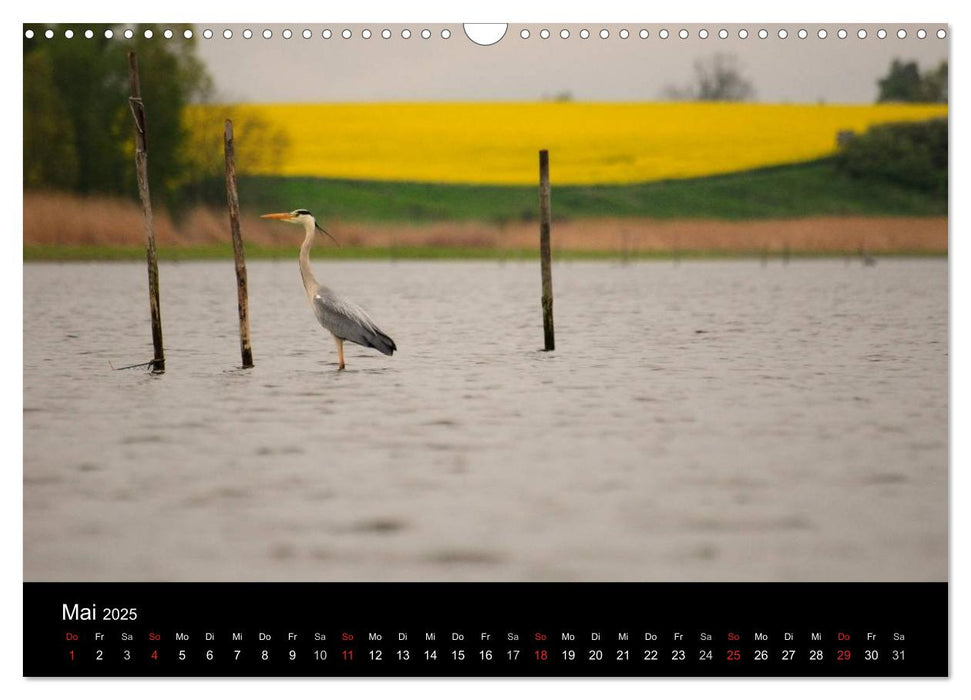 Wasserwandern in Mecklenburg-Vorpommern (CALVENDO Wandkalender 2025)