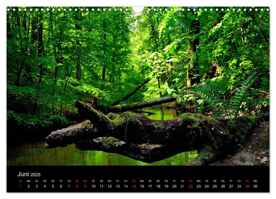 Wasserwandern in Mecklenburg-Vorpommern (CALVENDO Wandkalender 2025)