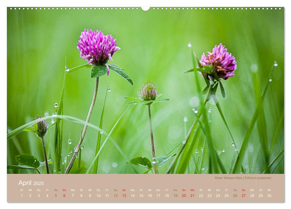 WILDE NAHRUNG (CALVENDO Premium Wandkalender 2025)