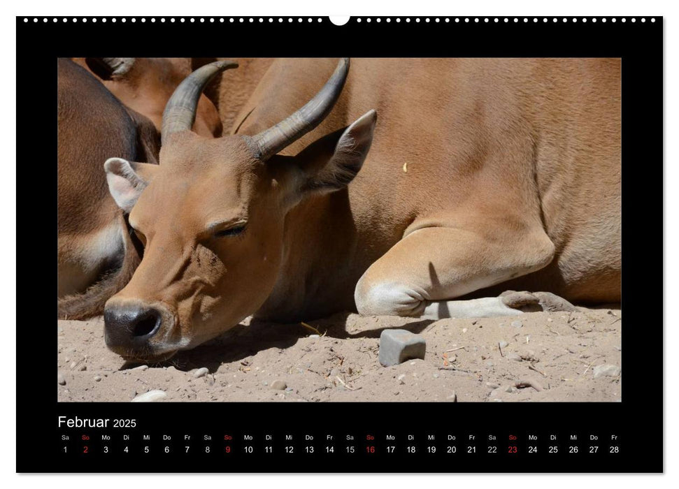 Bitte nicht stören... hier träumen Tiere (CALVENDO Premium Wandkalender 2025)