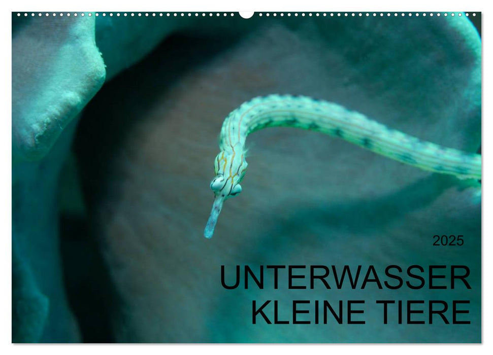 UNTERWASSER KLEINE TIERE (CALVENDO Wandkalender 2025)