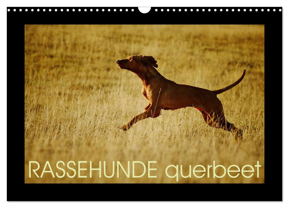 RASSEHUNDE querbeet (CALVENDO Wandkalender 2025)