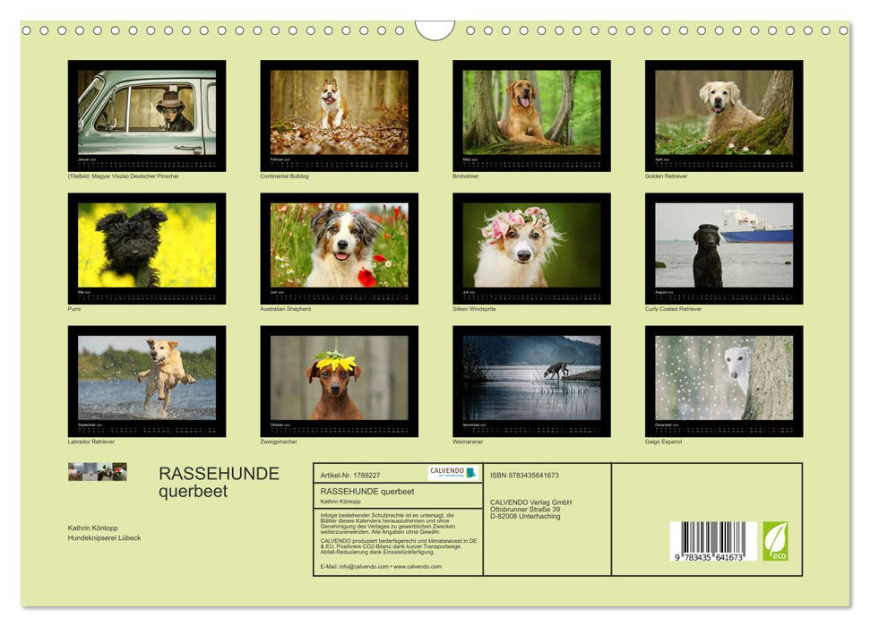 RASSEHUNDE querbeet (CALVENDO Wandkalender 2025)