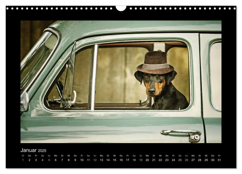 RASSEHUNDE querbeet (CALVENDO Wandkalender 2025)