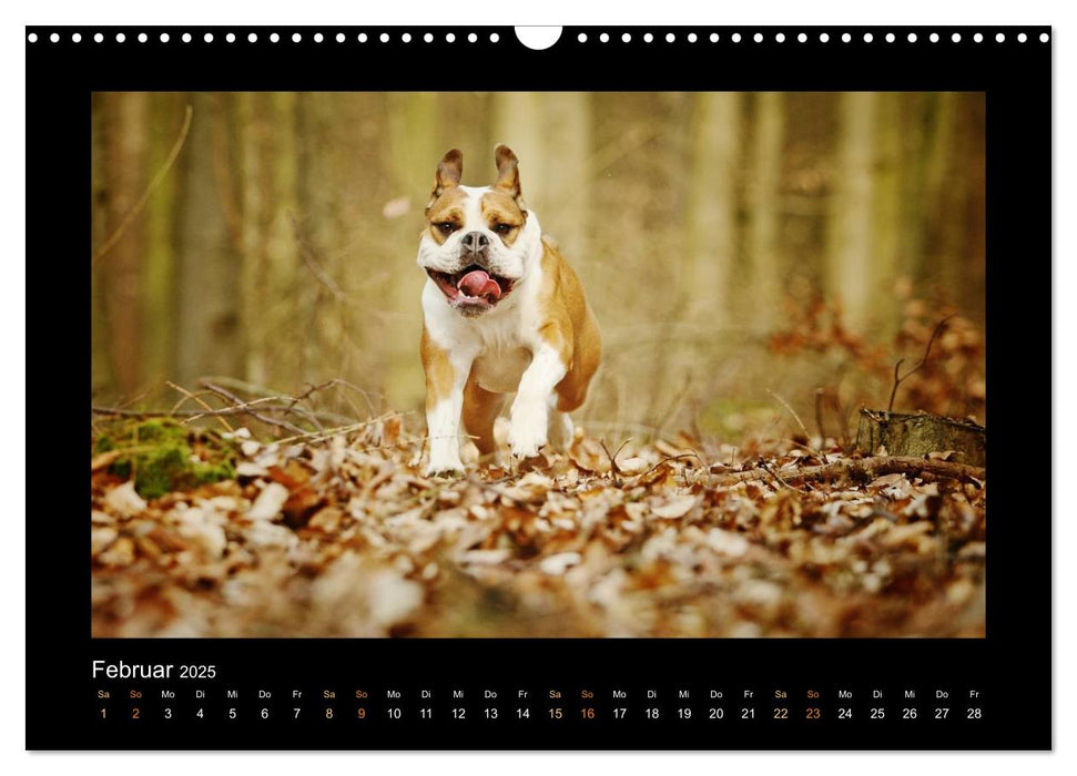 RASSEHUNDE querbeet (CALVENDO Wandkalender 2025)