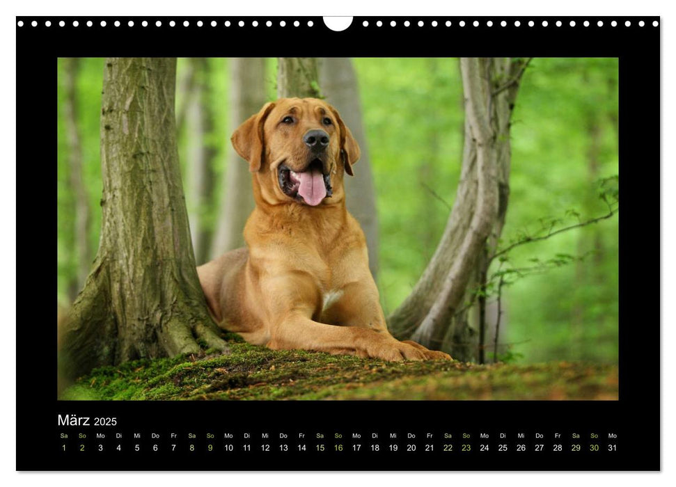 RASSEHUNDE querbeet (CALVENDO Wandkalender 2025)