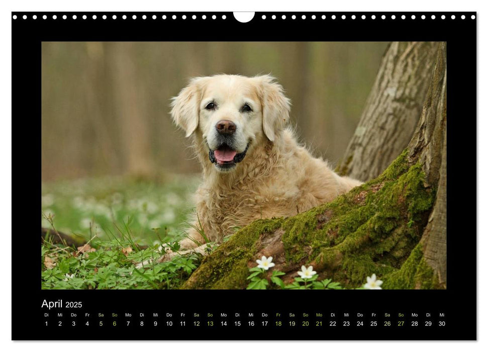 RASSEHUNDE querbeet (CALVENDO Wandkalender 2025)