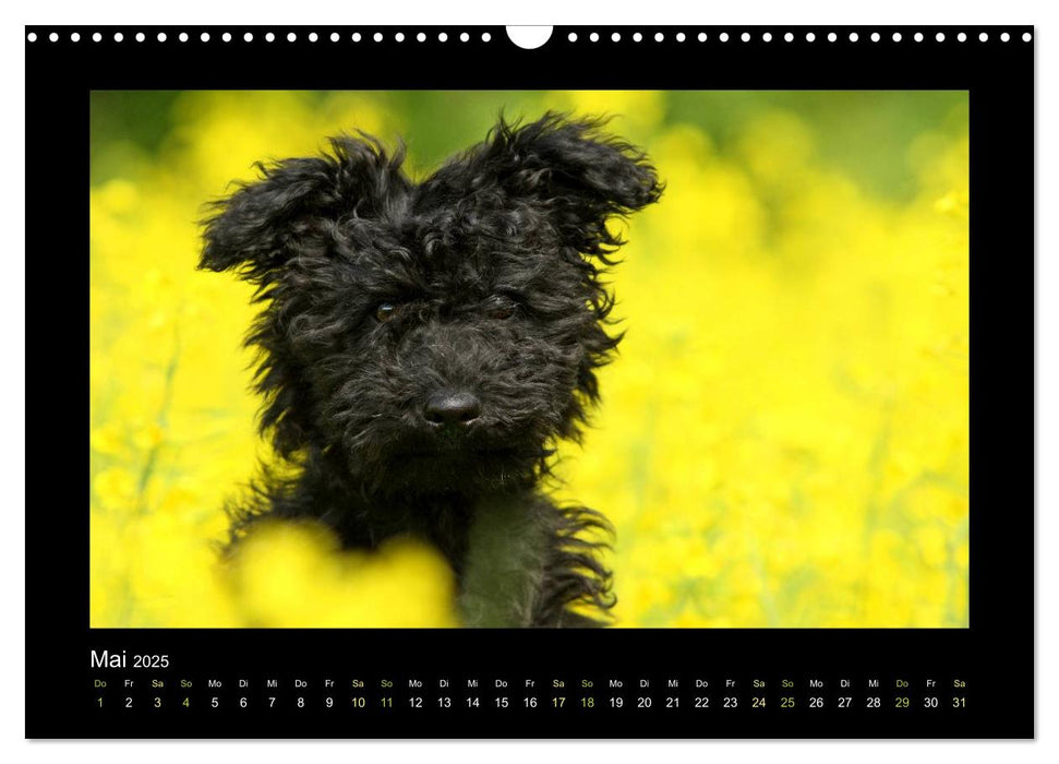 RASSEHUNDE querbeet (CALVENDO Wandkalender 2025)