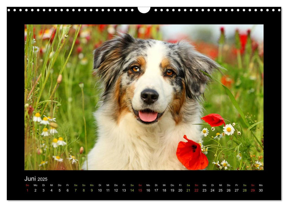 RASSEHUNDE querbeet (CALVENDO Wandkalender 2025)