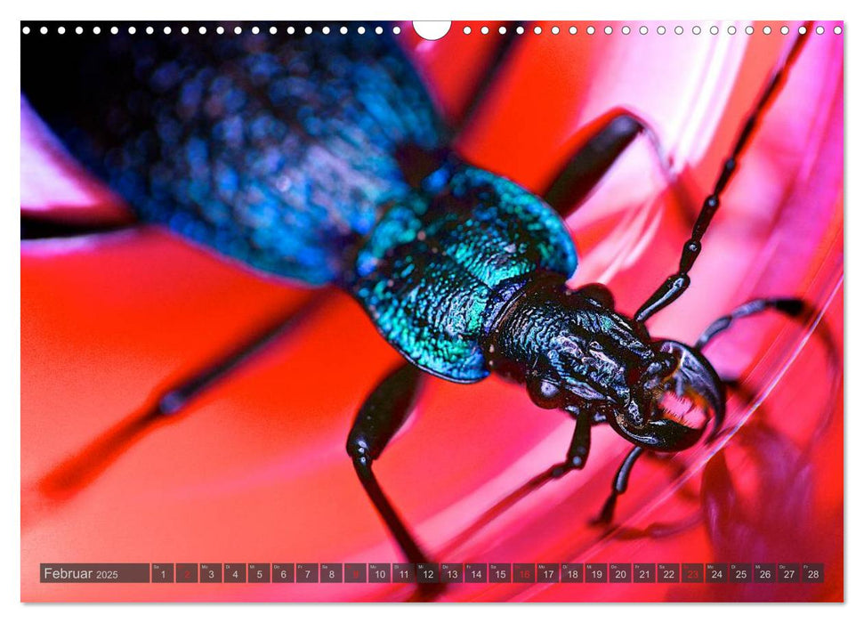 BUGS, Bunte Insekten (CALVENDO Wandkalender 2025)