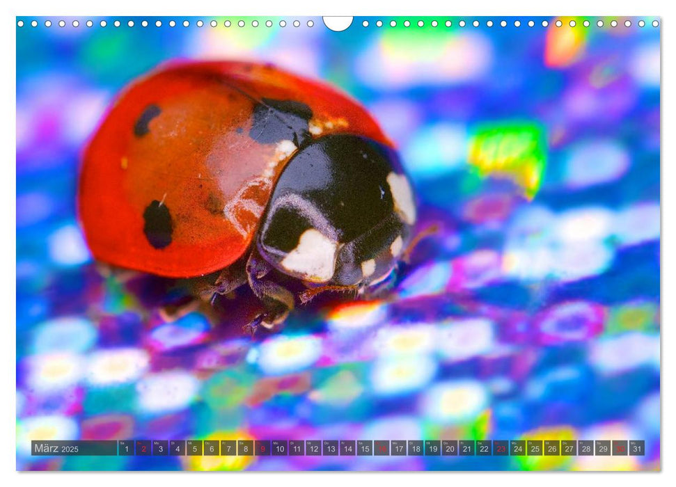 BUGS, Bunte Insekten (CALVENDO Wandkalender 2025)