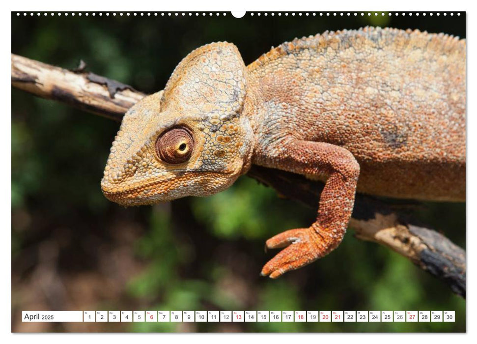 Madagaskar. Traumhafte Natur und Tierwelt (CALVENDO Premium Wandkalender 2025)
