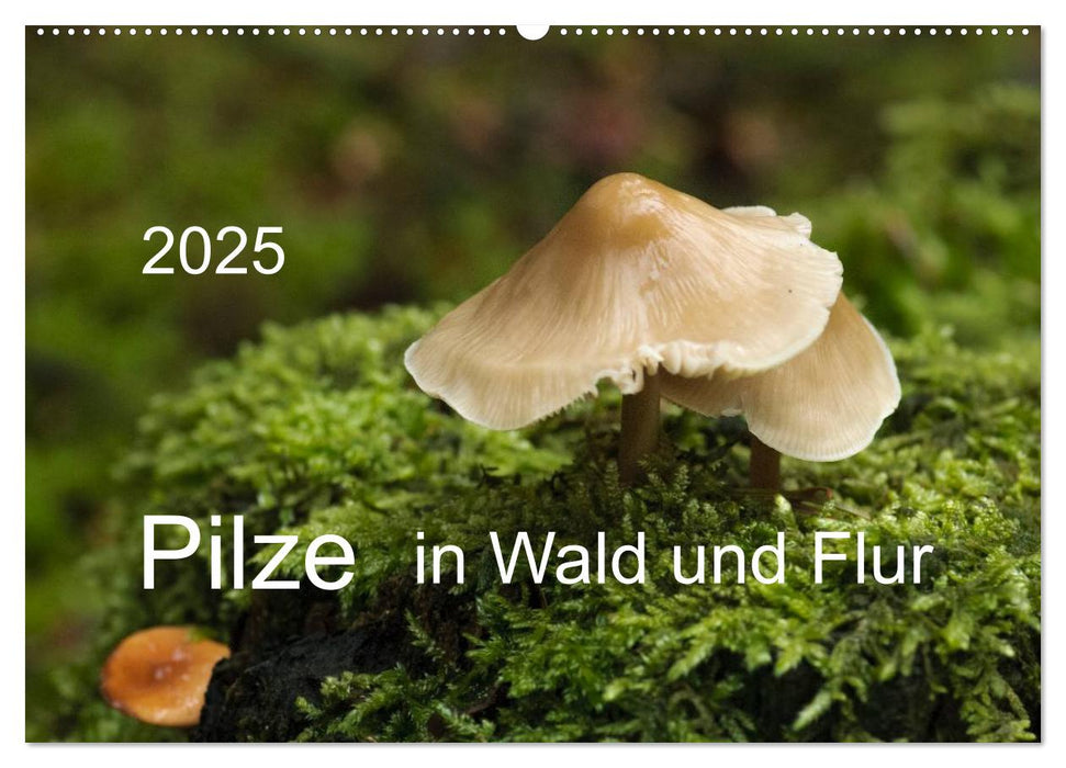 Pilze in Wald und Flur (CALVENDO Wandkalender 2025)